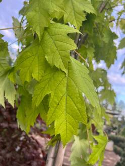 Клен красный Армстронг (Armstrong)