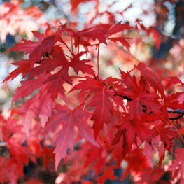 Клен красный Армстронг (Armstrong)