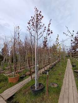 Клён красный Отам Флэйм (Autumn Flame)