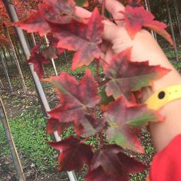 Клён красный Отам Флэйм (Autumn Flame)