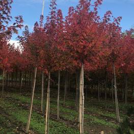 Клён красный Отам Флэйм (Autumn Flame)