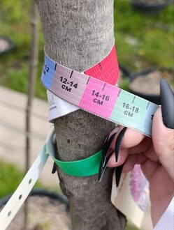 Клён красный Отам Флэйм (Autumn Flame)