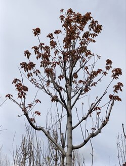 Клён красный Отам Флэйм (Autumn Flame)