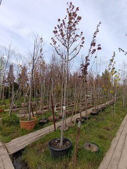 Клён красный Отам Флэйм (Autumn Flame)