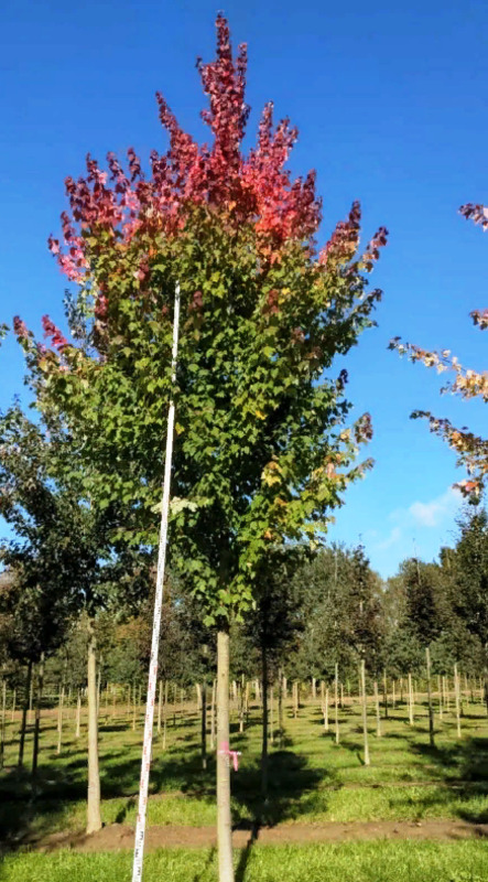 Клен красный Сан Валлей (Sun Valley)