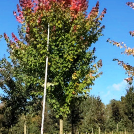 Клен красный Сан Валлей (Sun Valley)