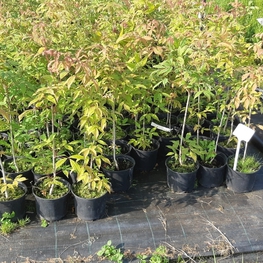 Клен маньчжурский Ацер мандшурикум (Acer mandshuricum)