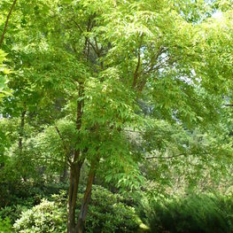 Клен маньчжурский Ацер мандшурикум (Acer mandshuricum)