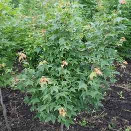 Клен мелколистный Ацер моно (Acer mono)