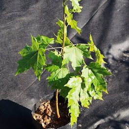 Клен мелколистный Ацер моно (Acer mono)