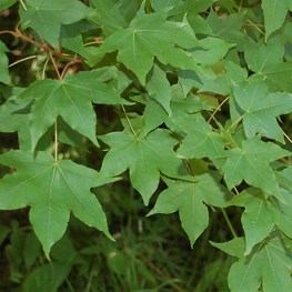 Клен мелколистный Ацер моно (Acer mono)