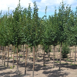 Липа мелколистная Гринспаер (Greenspire)