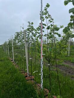 Липа мелколистная Гринспаер (Greenspire)