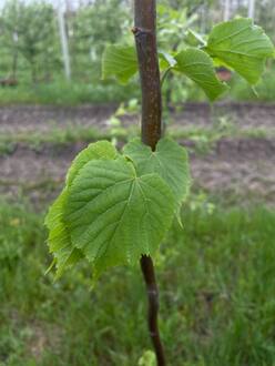 Липа мелколистная Гринспаер (Greenspire)