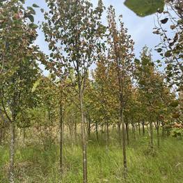 Липа мелколистная Гринспаер (Greenspire)