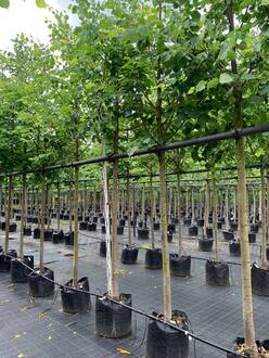 Липа мелколистная Гринспаер (Greenspire)