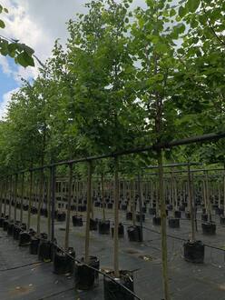 Липа мелколистная Гринспаер (Greenspire)