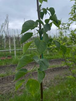 Липа мелколистная Гринспаер (Greenspire)