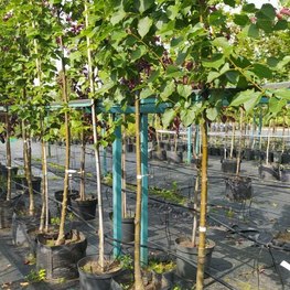 Липа европейская Паллида (Pallida)