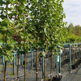 Липа европейская Паллида (Pallida)