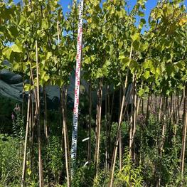 Липа европейская Паллида (Pallida)