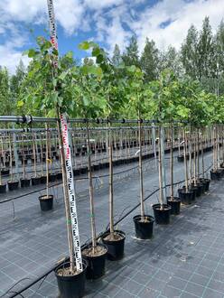 Липа европейская Паллида (Pallida)