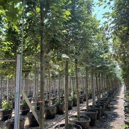 Липа европейская Паллида (Pallida)