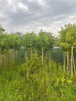 Липа европейская Паллида (Pallida)