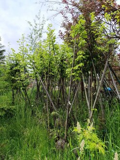 Липа европейская Паллида (Pallida)