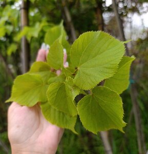 Липа европейская Паллида (Pallida)