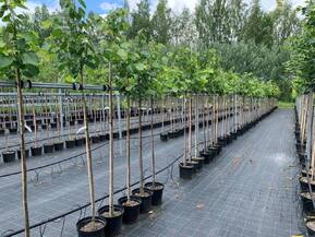 Липа европейская Паллида (Pallida)