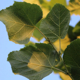 Липа крупнолистная Оребро (Orebro)