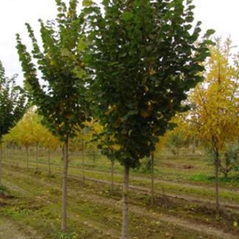 Липа крупнолистная "Rubra"
