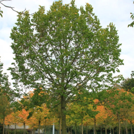 Липа крупнолистная Рубра (Rubra)