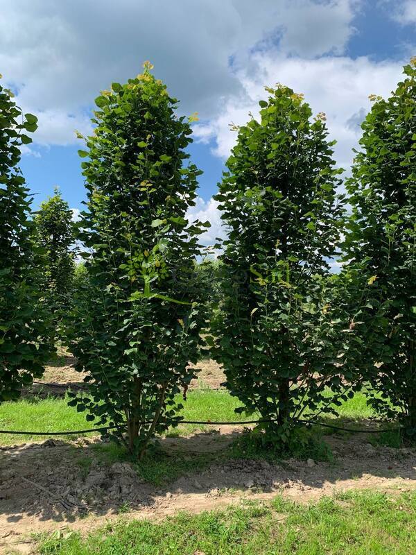 Липа крупнолистная "Fastigiata" (Фастигиата)