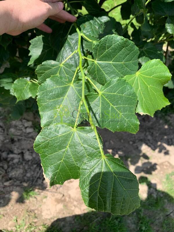 Липа крупнолистная "Fastigiata" (Фастигиата)