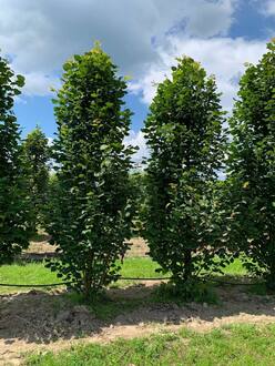 Липа крупнолистная Фастигиата (Fastigiata)