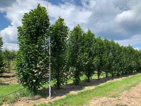 Липа крупнолистная "Fastigiata" (Фастигиата)