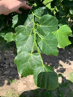 Липа крупнолистная Фастигиата (Fastigiata)