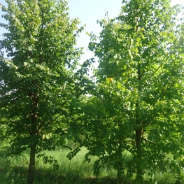 Липа мелколистная Тилия кордата (Tilia cordata)