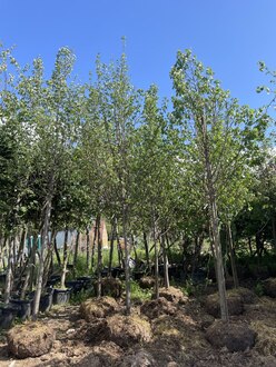 Липа мелколистная Тилия кордата (Tilia cordata)