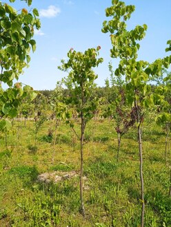 Липа мелколистная Тилия кордата (Tilia cordata)