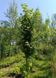 Липа мелколистная Тилия кордата (Tilia cordata)