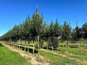 Липа мелколистная (Tilia cordata)