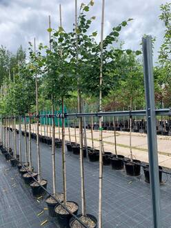 Липа мелколистная Ранчо (Rancho)