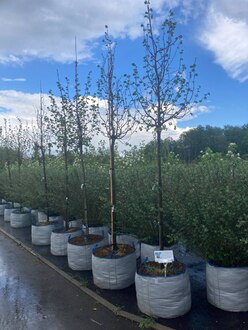 Липа мелколистная Ранчо (Rancho)