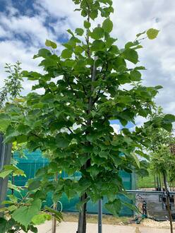 Липа мелколистная Ранчо (Rancho)