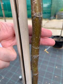 Липа мелколистная Ранчо (Rancho)