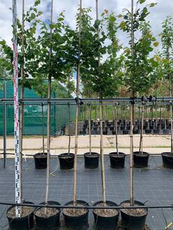 Липа мелколистная Ранчо (Rancho)