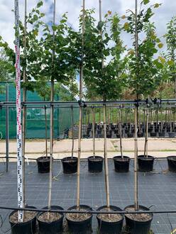 Липа мелколистная Ранчо (Rancho)